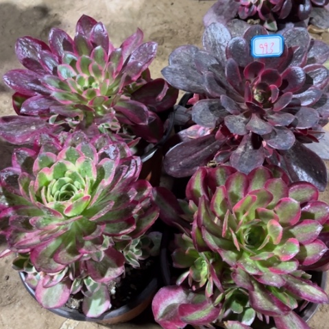 993多肉植物组合