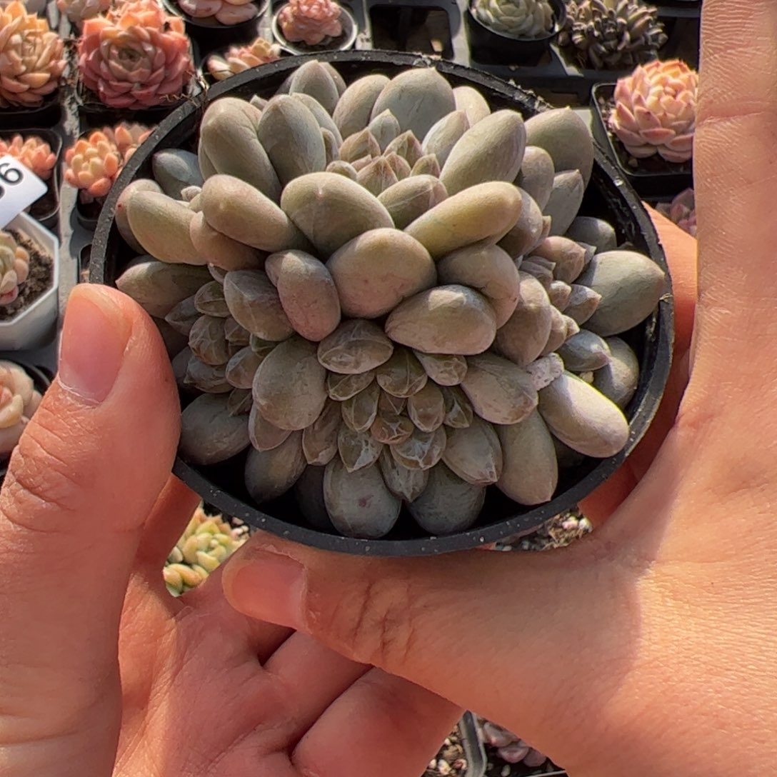 798 满38包邮一物一拍