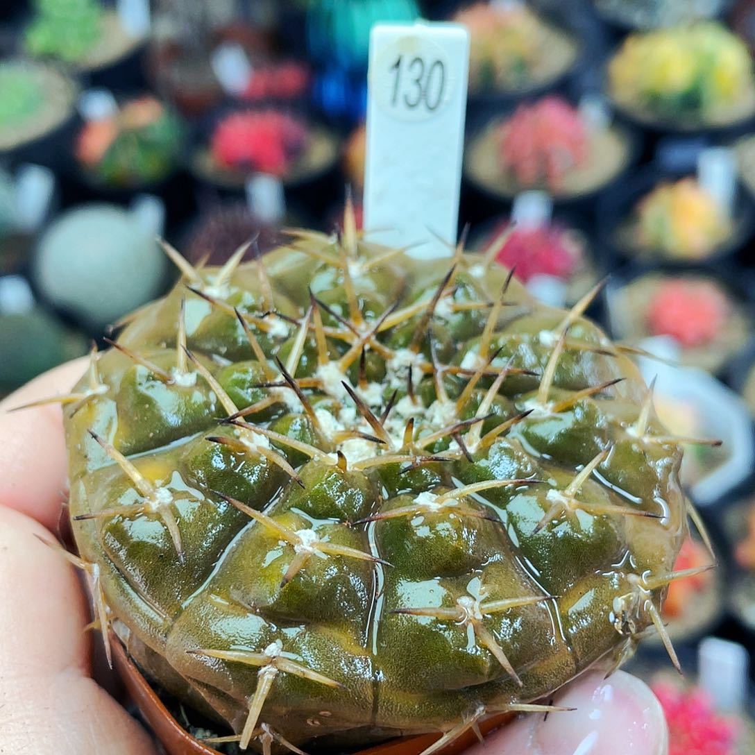 非偏远地区满25包邮仙人球