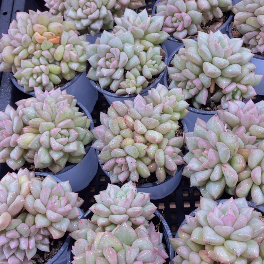 量拍41号 黄金象牙群生一个