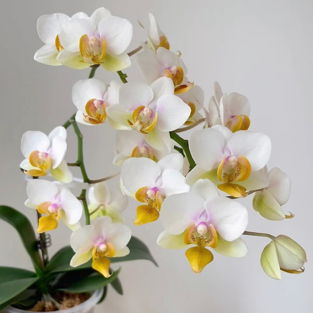 新品3花剑起 【踏雪】蝴蝶兰 开花绝美 好养易爆花