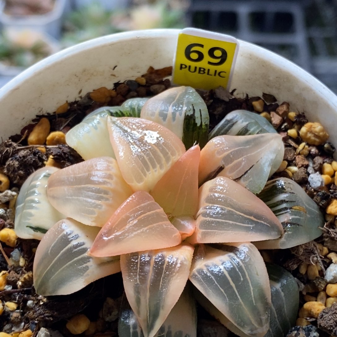 69号糊斑红纹寿锦多肉