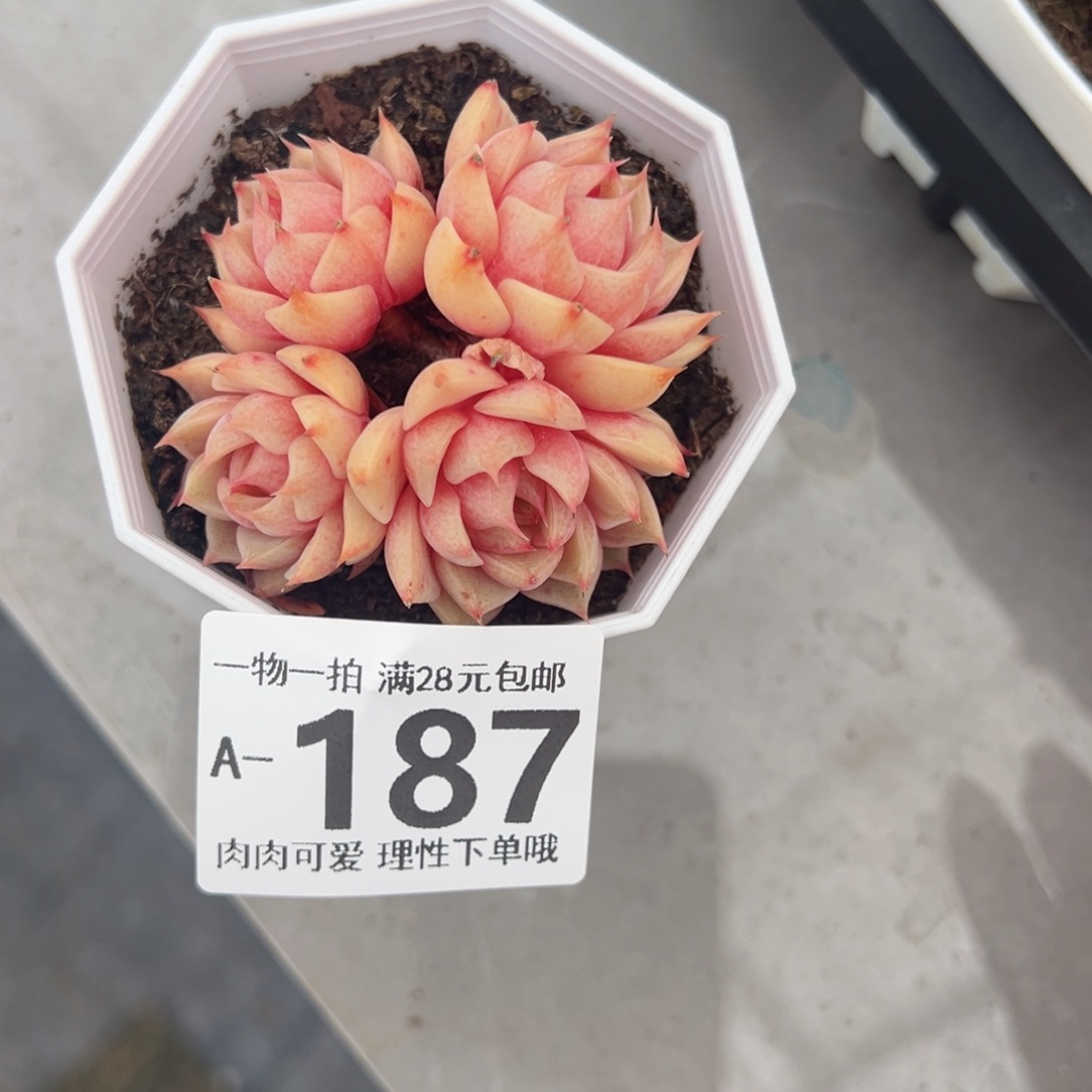 笨吧多肉多肉多肉多肉