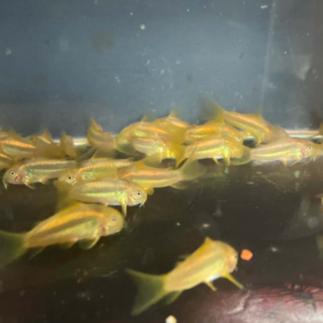 金线金鼠鱼观赏鱼