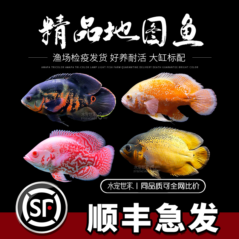 热带观赏鱼三湖红宝石血钻鱼马鲷科鱼球型宝石短鲷慈鲷淡水观赏鱼