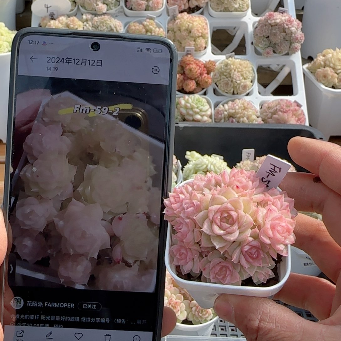 【闪购商品】0125-59（fm-59-2）