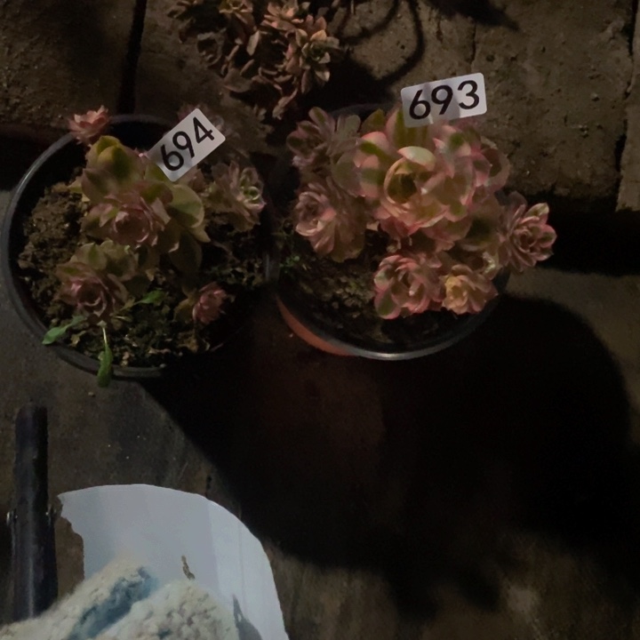 善***言693 694 倾城法师的