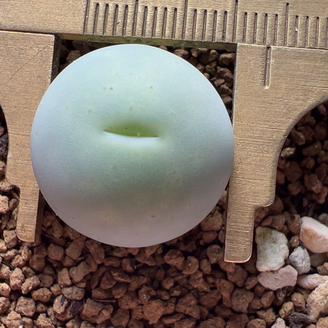 1.8厘米鸽子蛋母本带盆