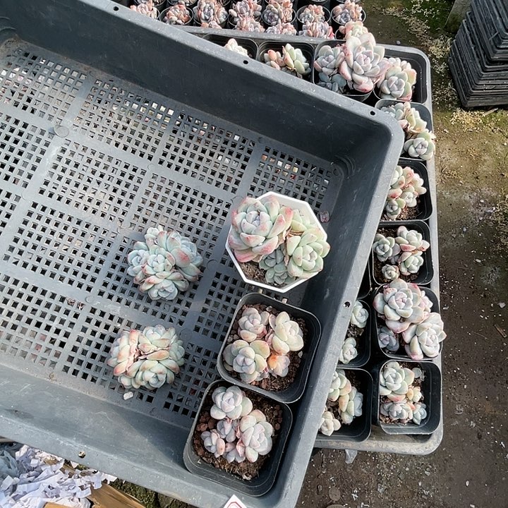 古***月冰玉5棵多头脱土不包整