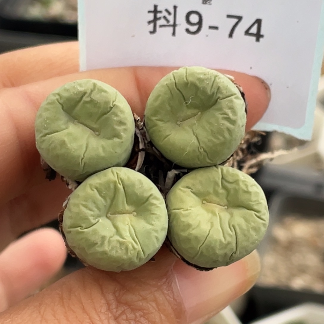 9-74嘴多肉植物肉锥