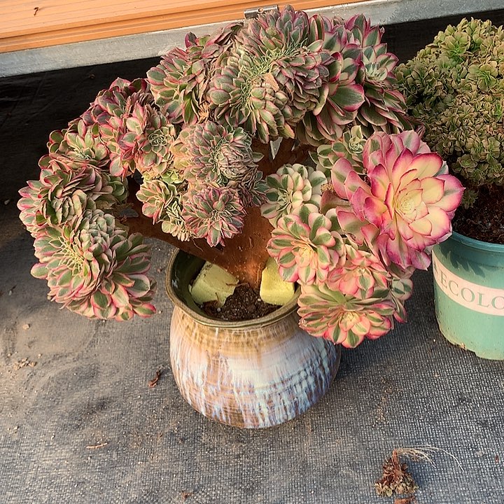 绿***饼倾城缀化脱土发货啊