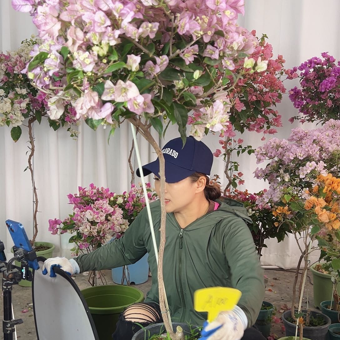 ****️大部分花苞少量开放A100丽娜