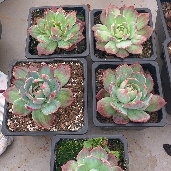 爱***猫惊鸿仙子多肉植物47