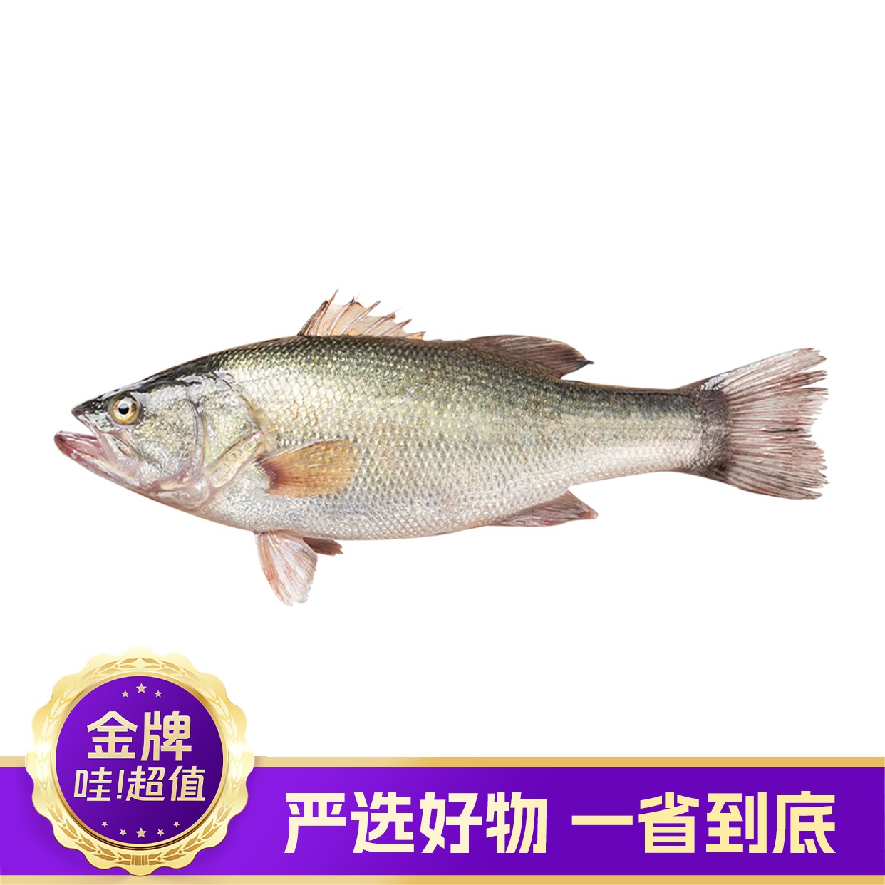 【鲜活现杀】大鲈鱼淡水瓜400-500g/条（活鱼现杀不可退，宰杀后约失重20~30%）鲈