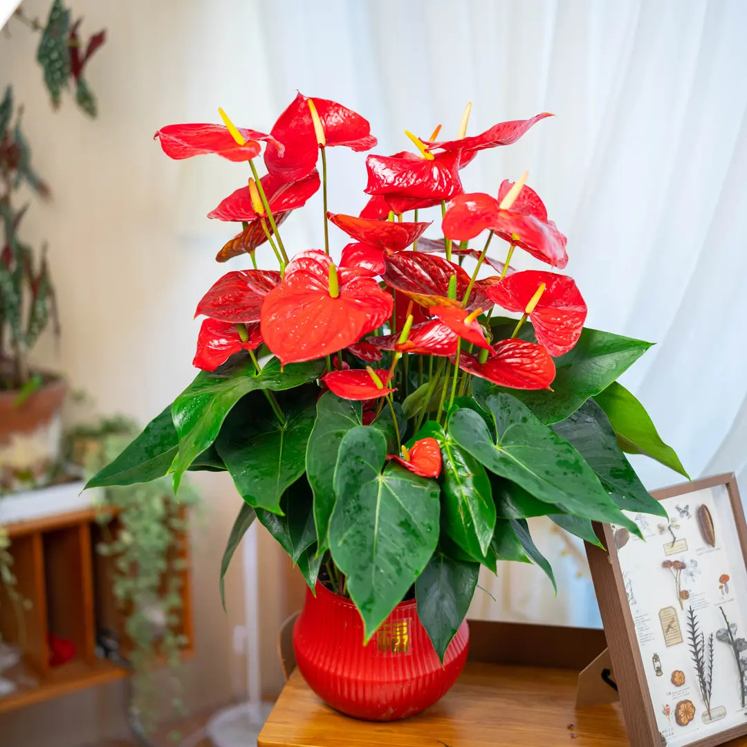 【红掌带8到12朵花发】开花花卉绿植盆裁