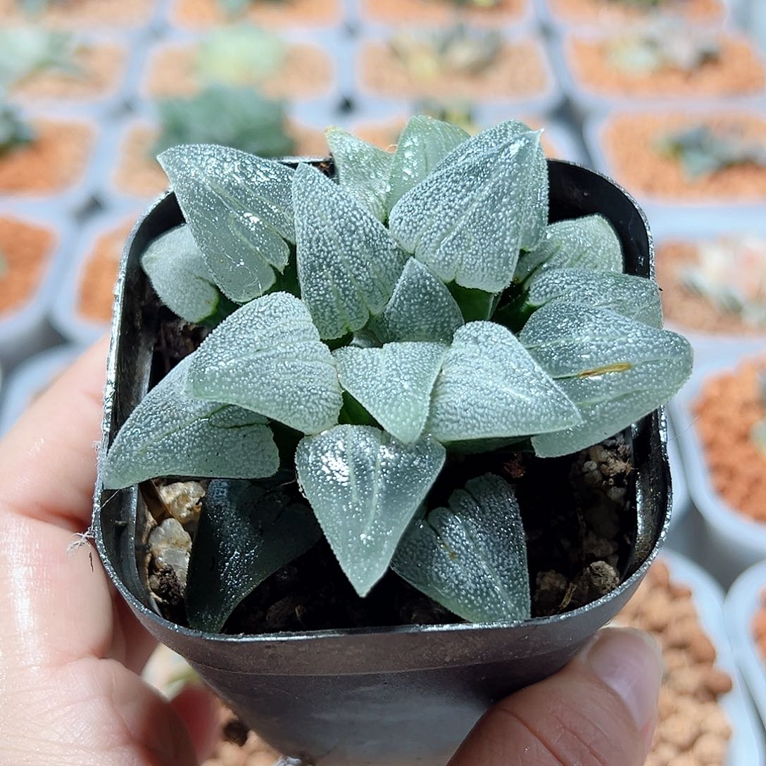 十二卷多肉铁道白银