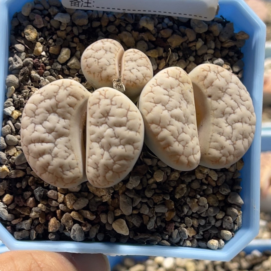 4702三头群生189母本