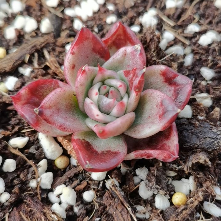 宽乌白覆轮锦多肉植物