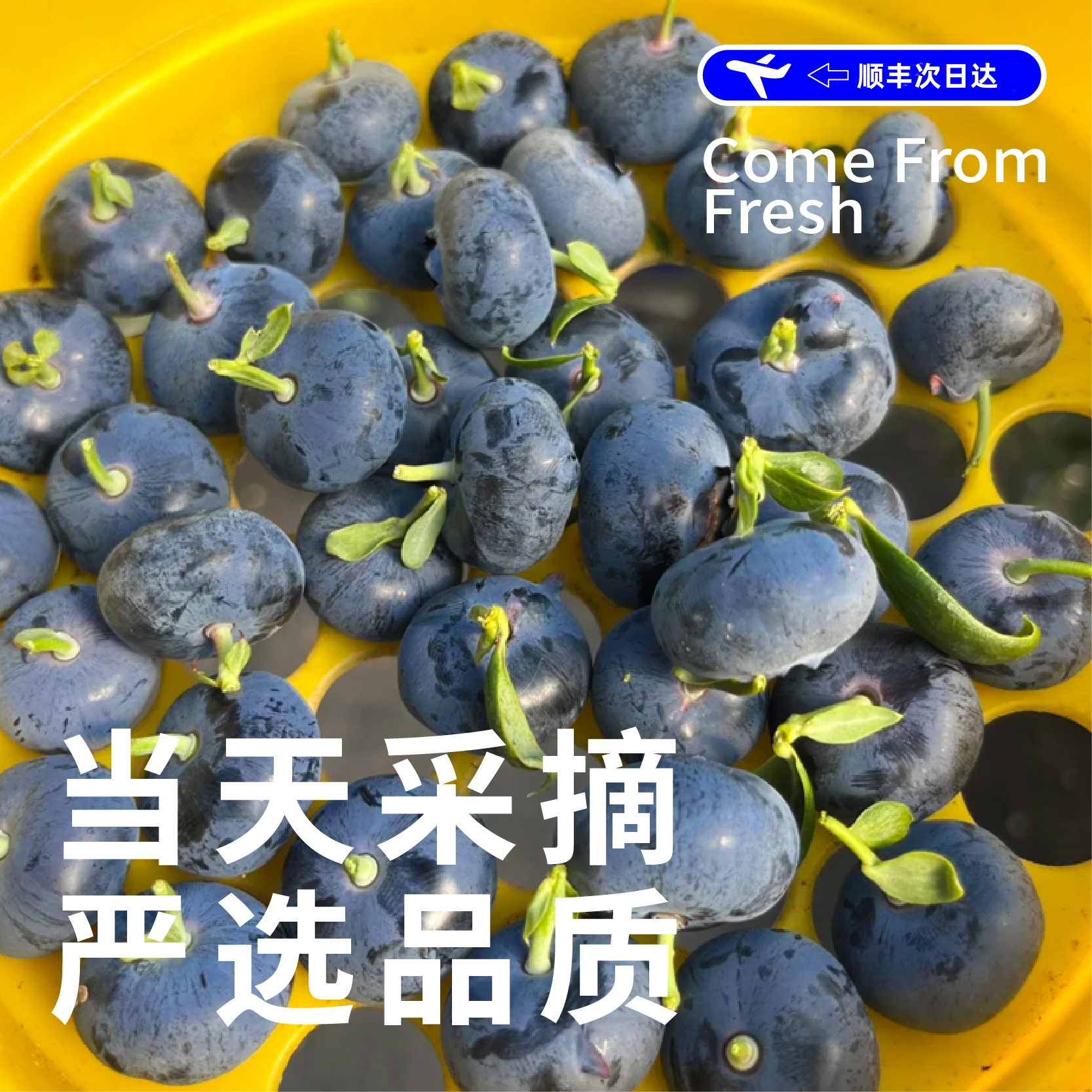 【M89仙湖莓｜顺丰空运】云南澄江抚仙湖蓝莓脆甜大蓝莓现采现摘仙莓