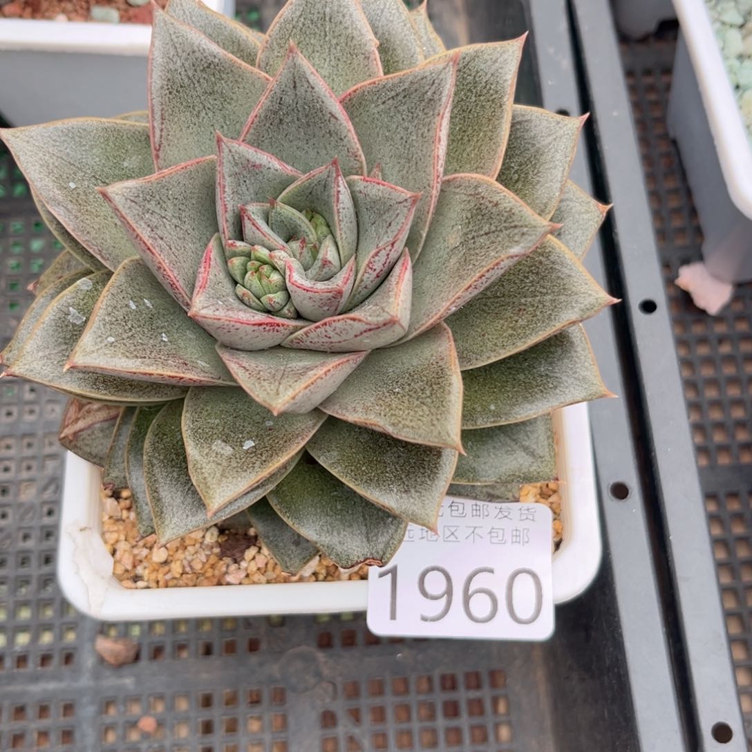 C****n大1960g g h h h h h