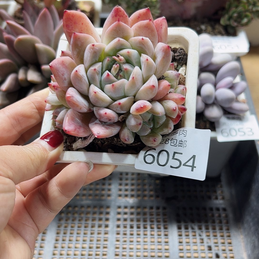 9号我们的确是一个6054