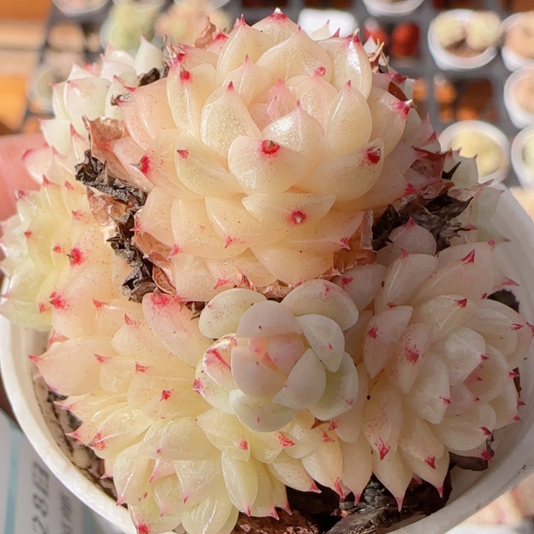 花语多肉1228-344散