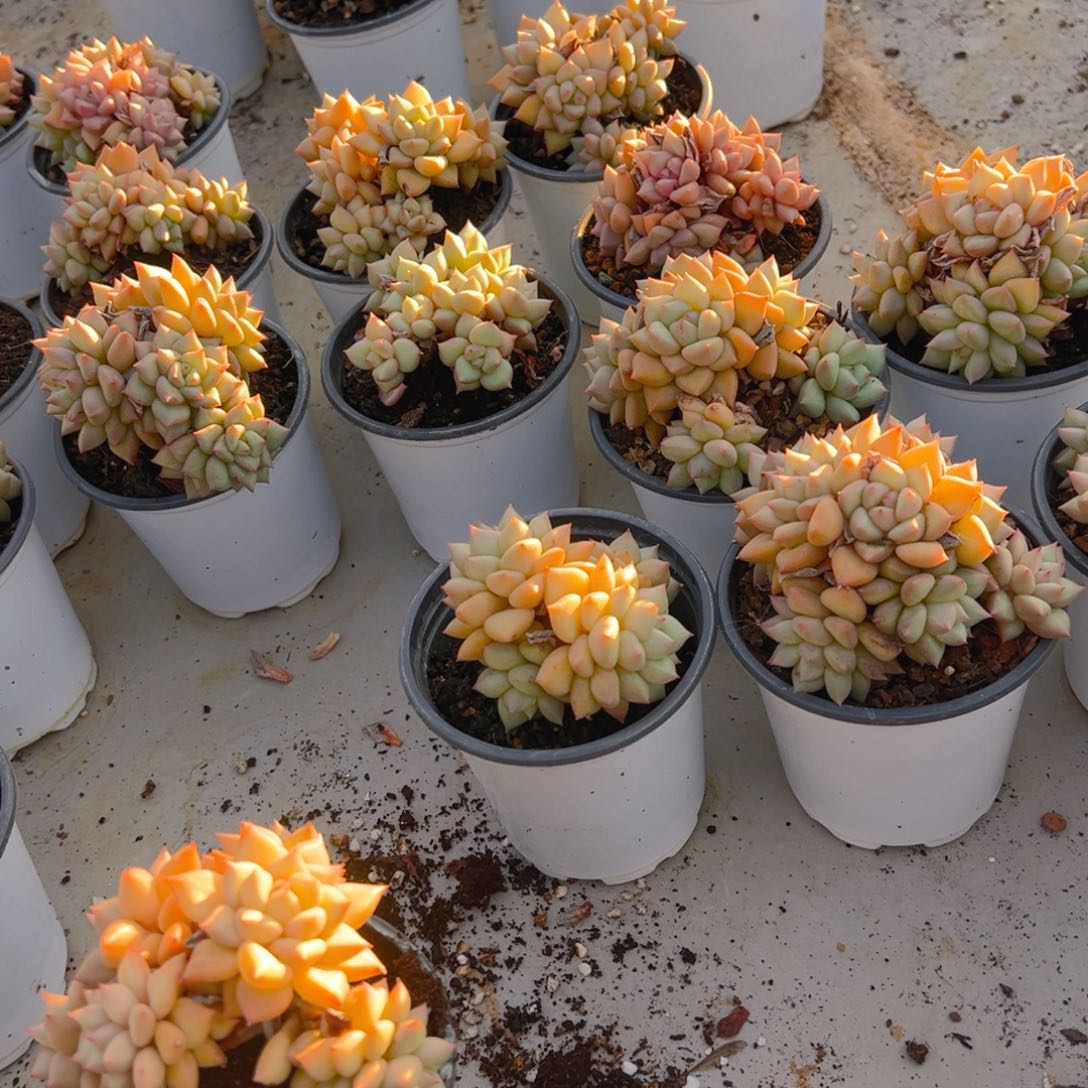 香玉的故事是一个人的故事吗