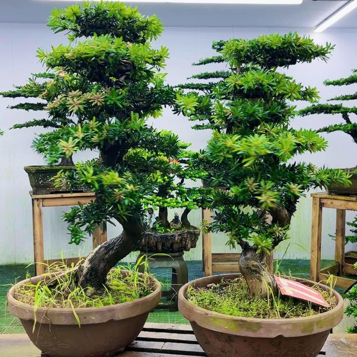 【闪购商品】无花朵罗汉松盆景作品欣赏