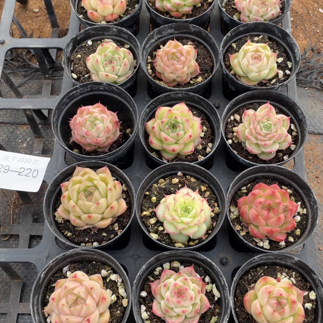 一物一拍18棵29-220