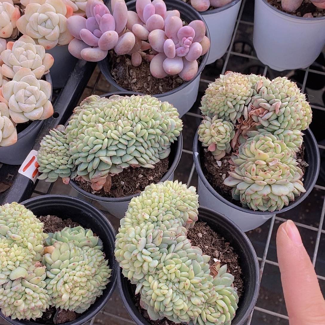 0218-白胖子缀福利一颗量拍