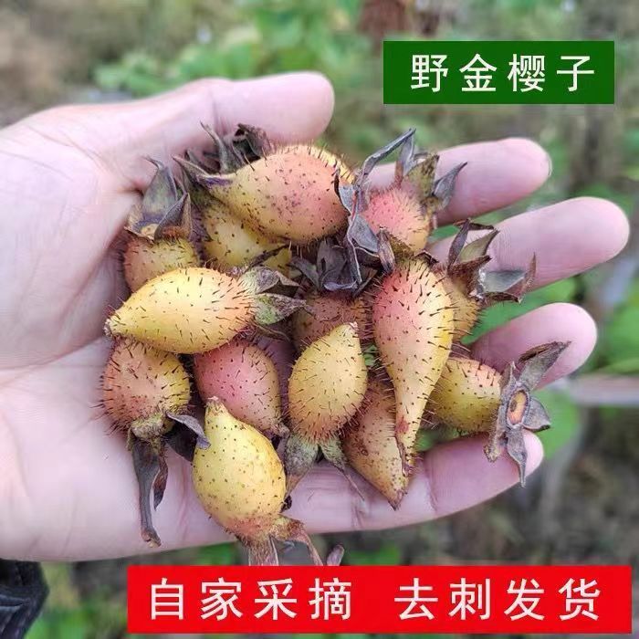 【1-2天到货】新鲜野生金樱子年泡酒好料深山糖糖果中药材蜂糖罐