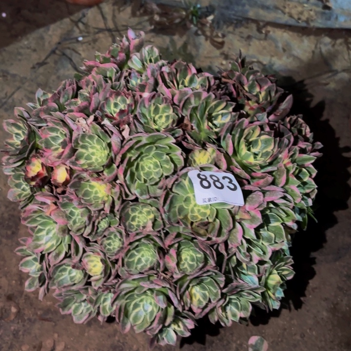883海仙多肉植物不售后