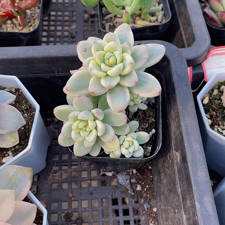 劳尔锦带盆土发货
