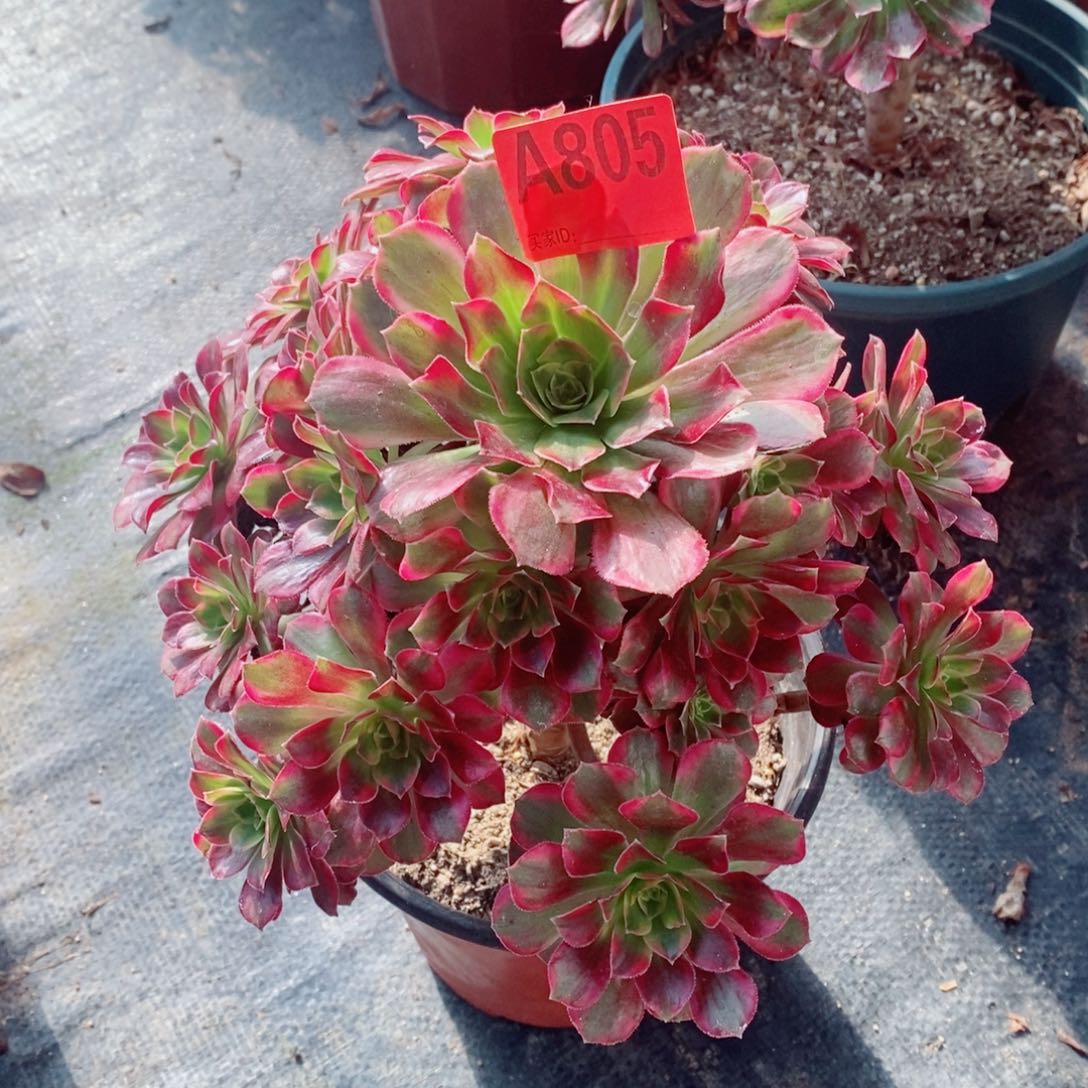 安娜805多肉1111111