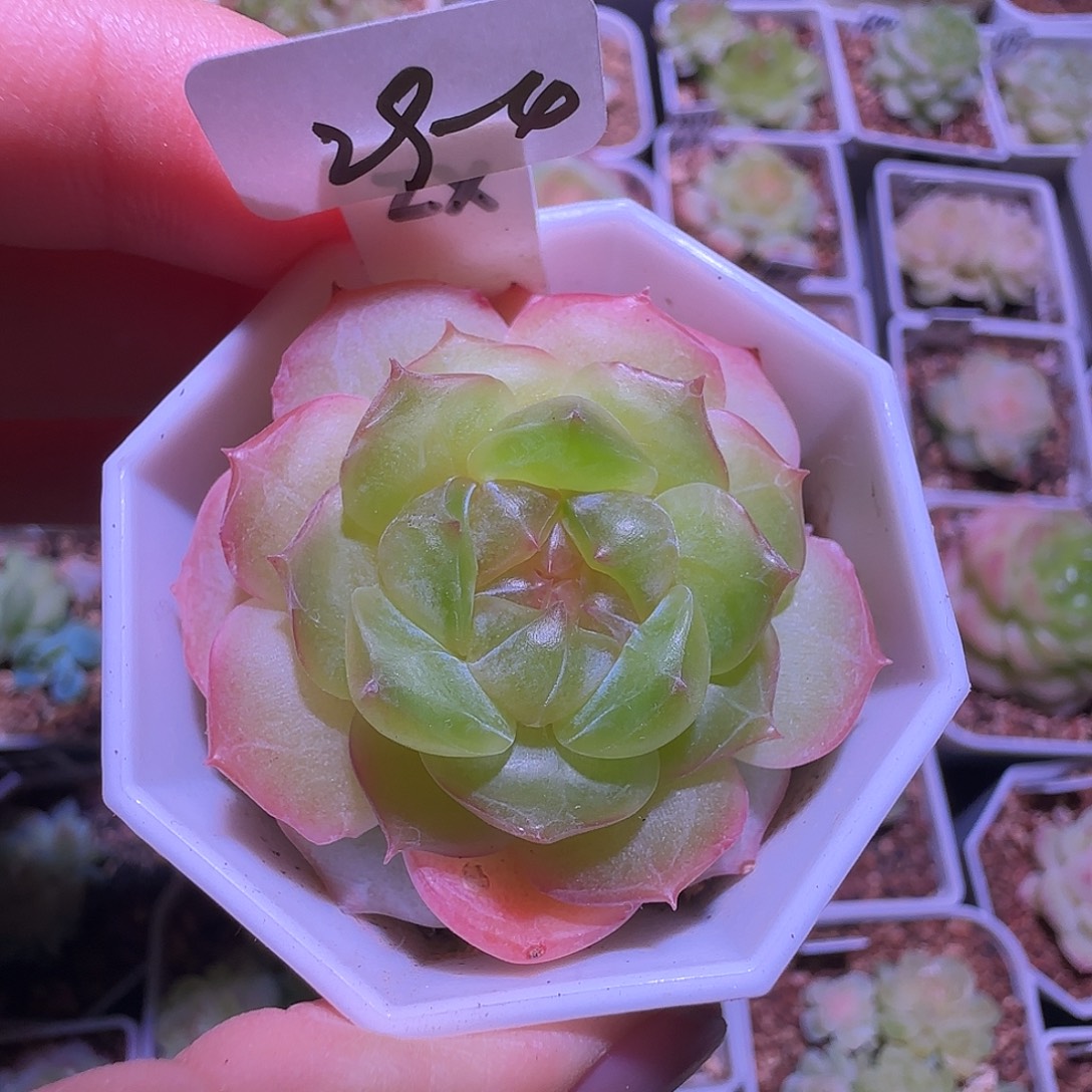 29-4福利甜心谪仙单头