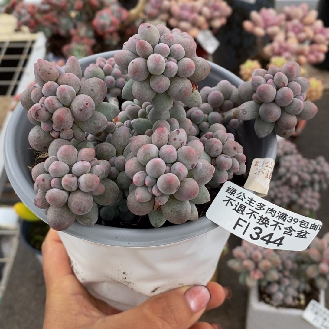 香水手指344/10c m