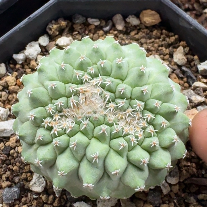 菊水缀化实生仙人球 