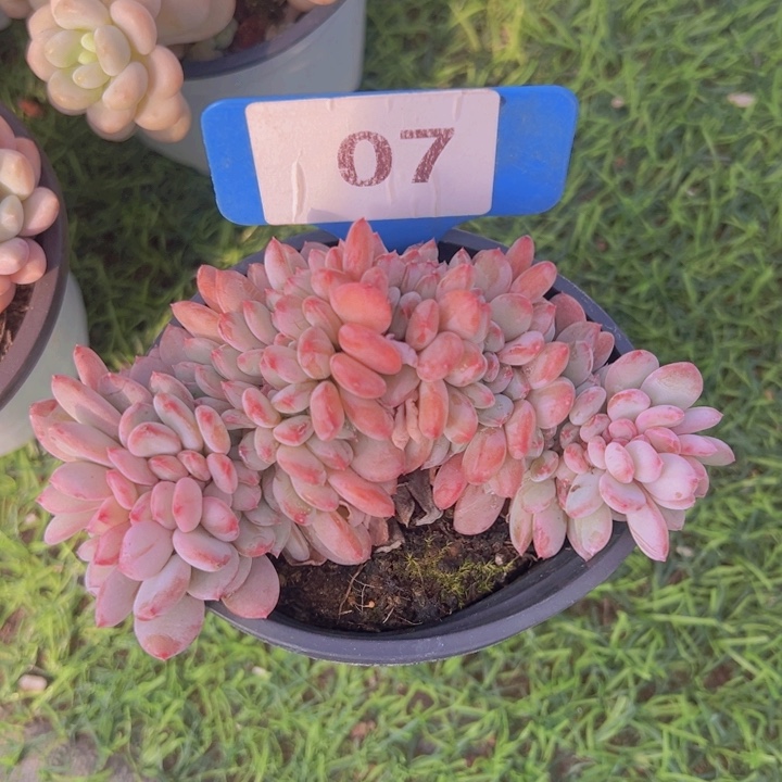 健健康康平平安安