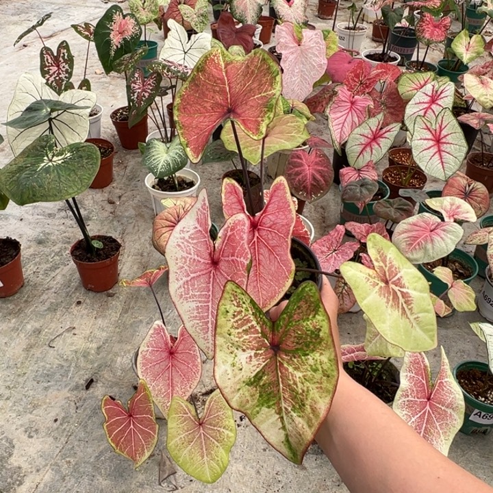 陈***）不开花植物A702不包种球大小不包叶损