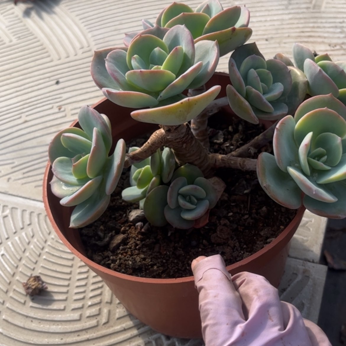 【闪购商品】无花朵用****4