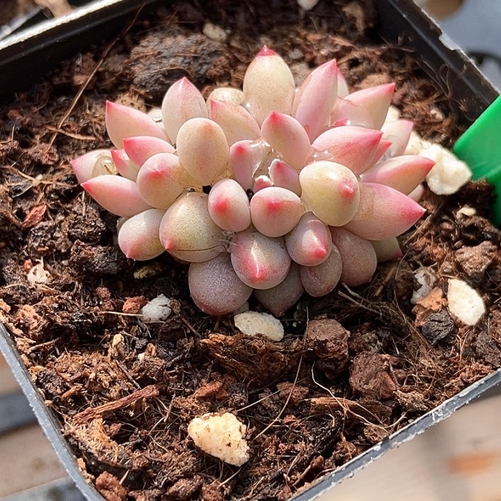 多肉植物虞美人927