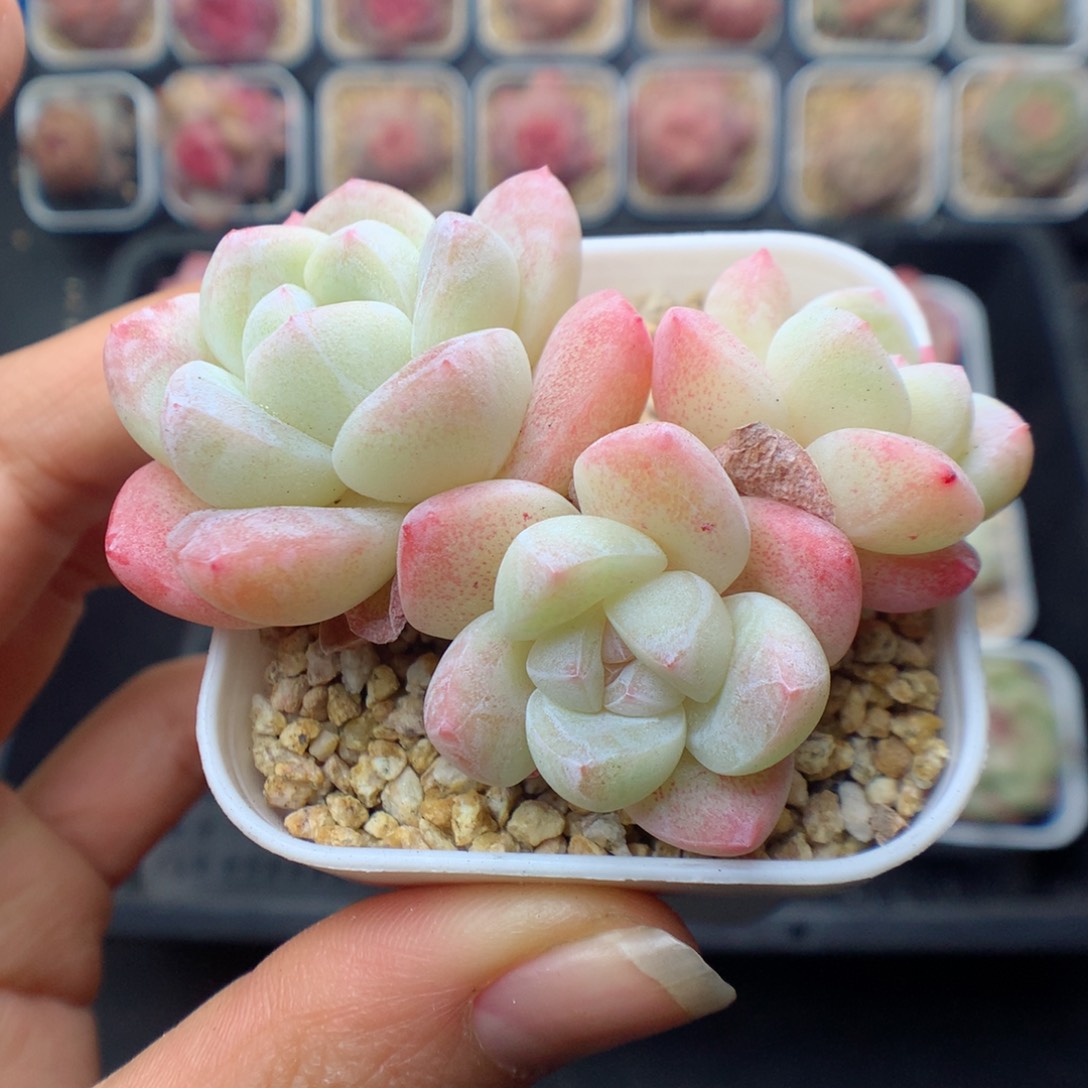 多肉植物。  冰玉5