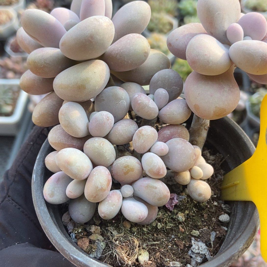 866桃蛋多肉植物多肉