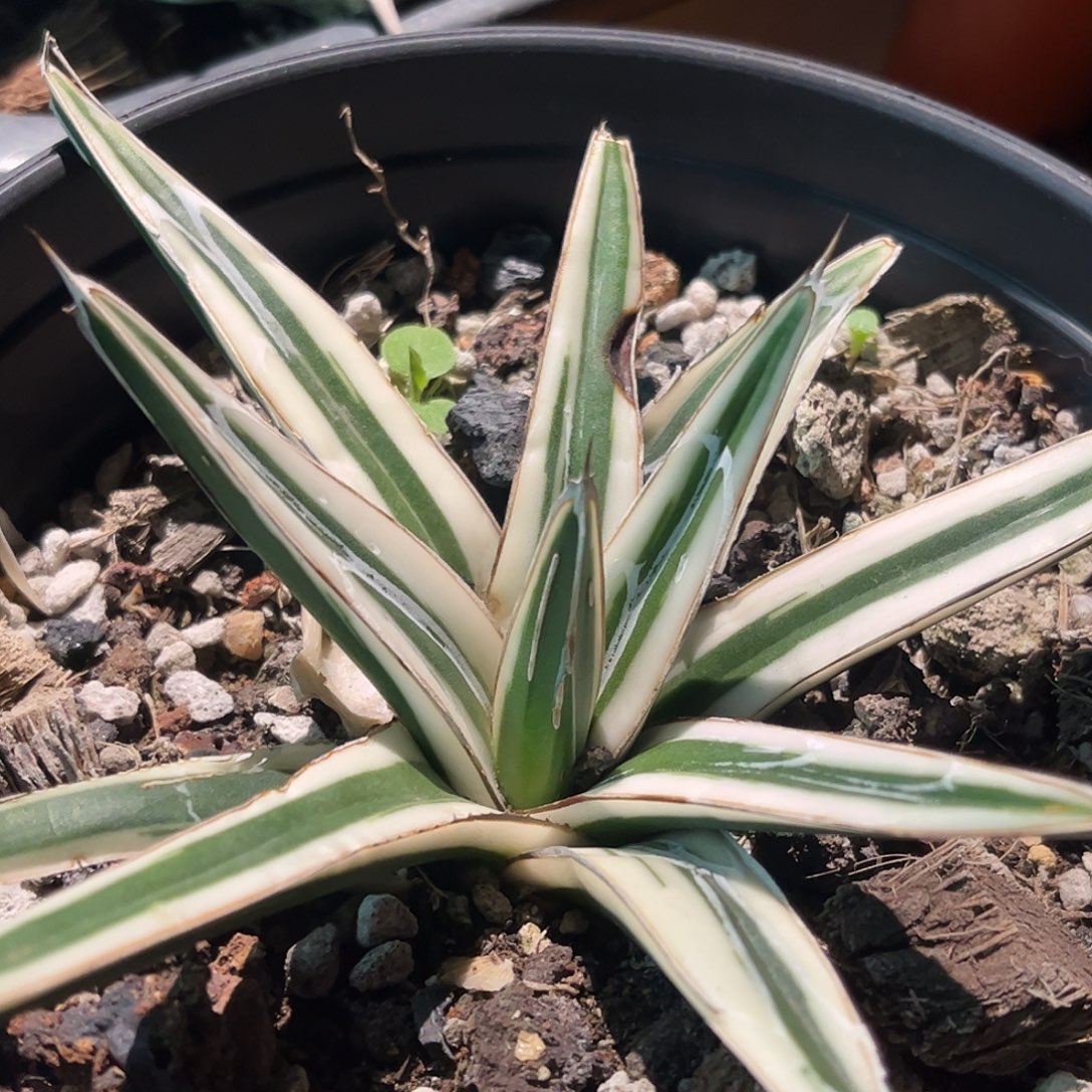 冰山福利价龙舌兰