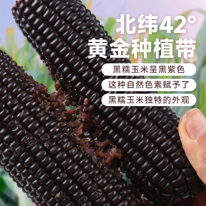 【试吃4支】2025年东北品牌鲜采黑糯玉米 整箱12根重8-8.5斤