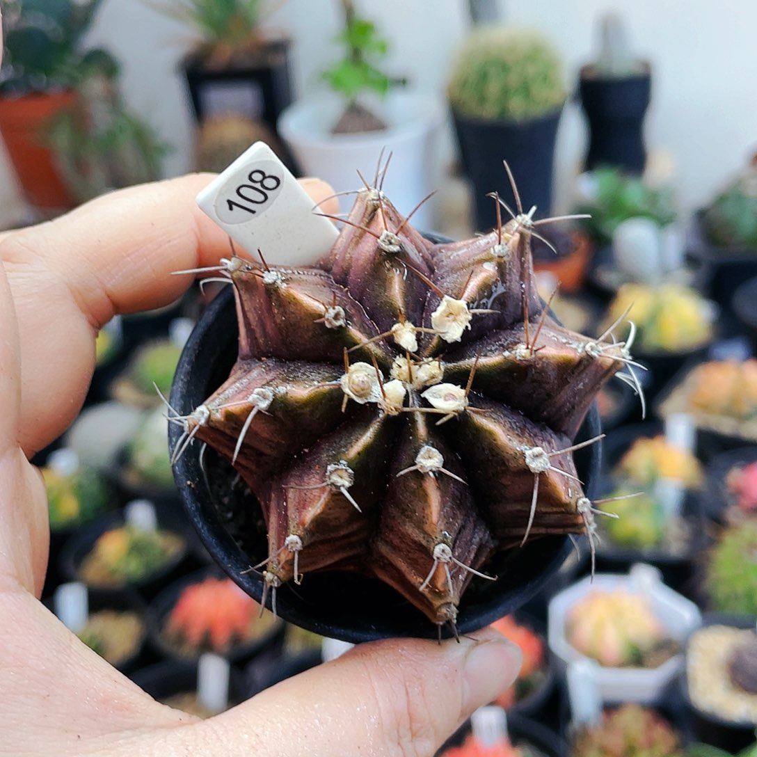 非偏远地区满25裸根发货仙人球