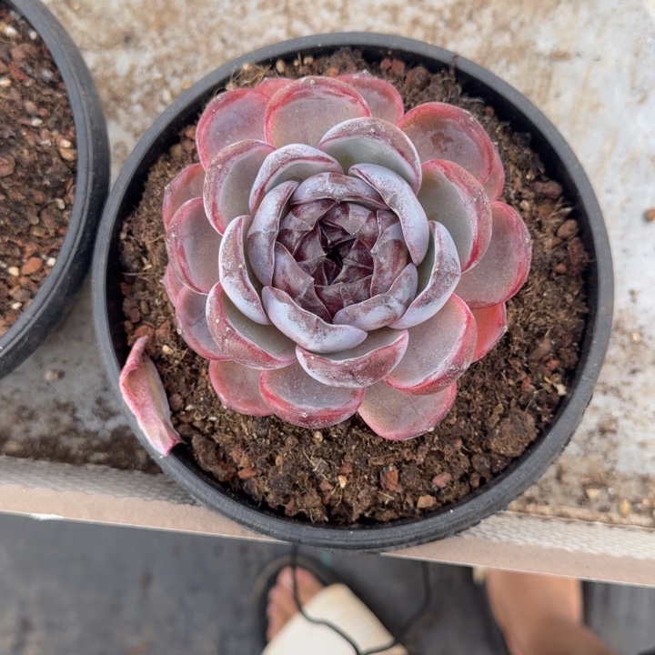 黑橙子 单头 一物一拍