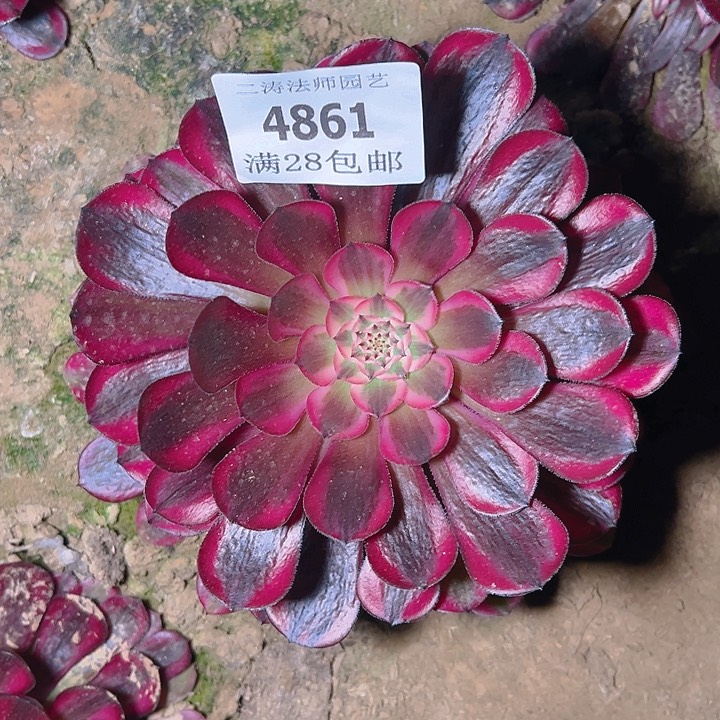 4861黑同白多肉植物