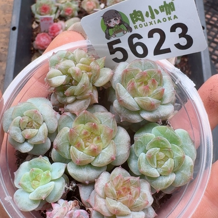 多肉植物多肉植物
