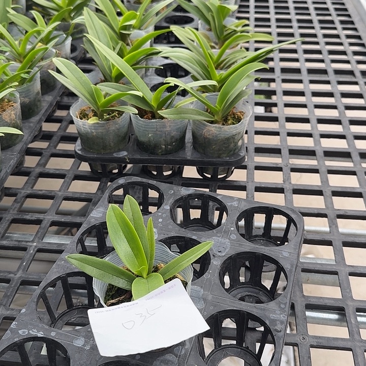 莒***店大部分开放少量花苞035